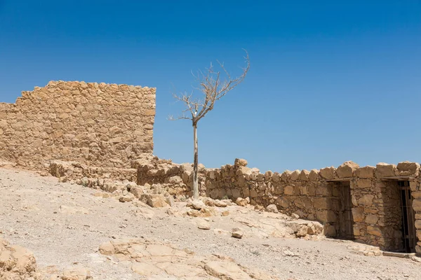 Árbol seco solitario en Masada National Pakk —  Fotos de Stock