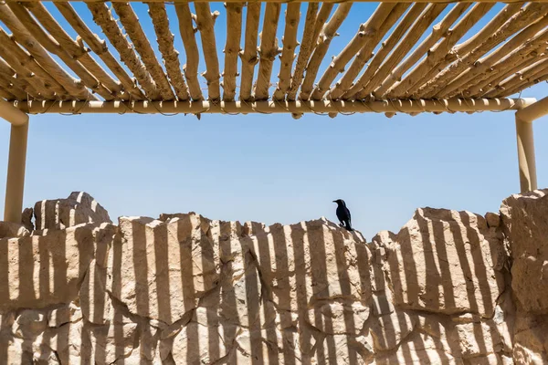 Pájaro en las ruinas de Masada — Foto de Stock