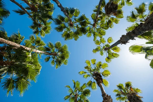 Céu azul através de palmeiras Imagem De Stock