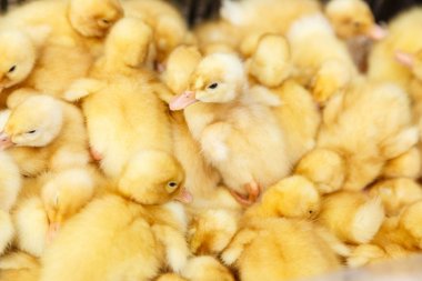 Bir tavuk çiftliğinde küçük sarı ördek yavrusu