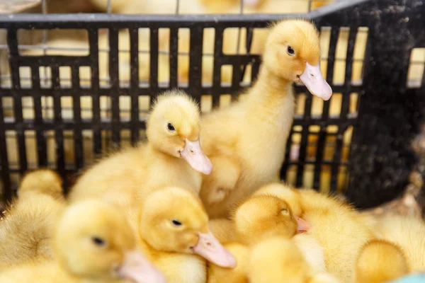 Malá žlutá Kachňata na drůbeže na farmě — Stock fotografie