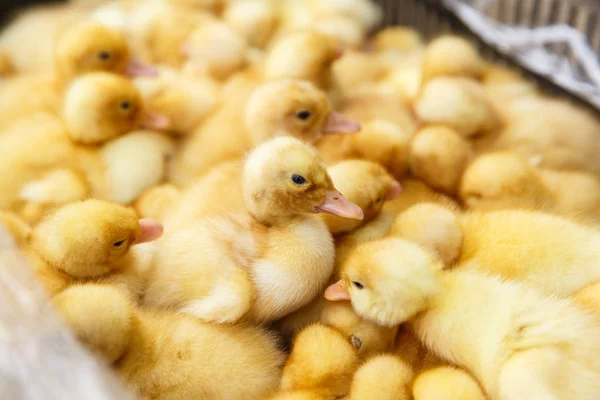 Pequeños patitos amarillos en una granja avícola Fotos de stock