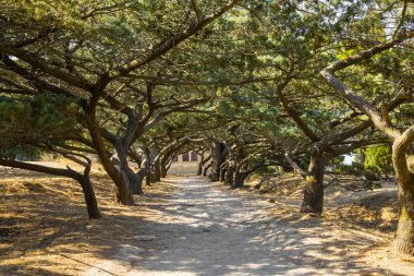 Rhodes, Athina Polias Tapınağı kalıntıları