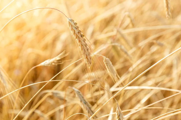 Протирати вуха пшениці на полі ферми — стокове фото