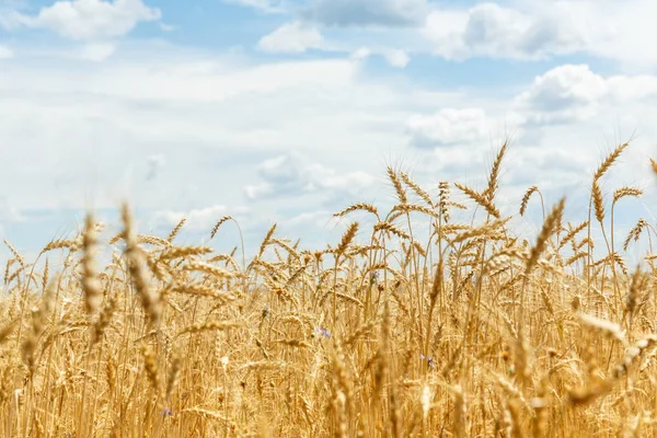 Ripe wheat ears on a farm  field — Stock Photo, Image