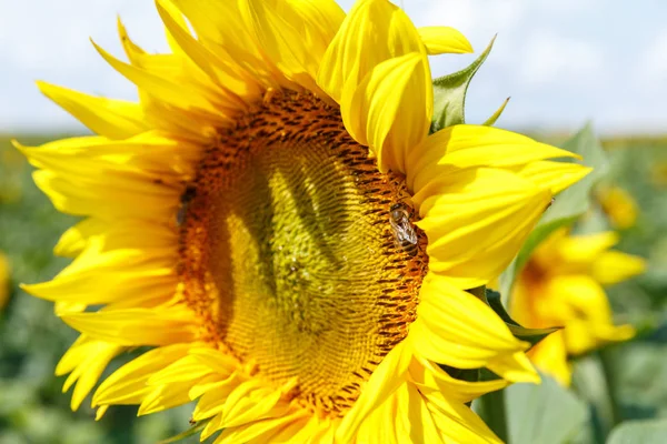 咲くヒマワリと蜂蜜の蜂の polinating に — ストック写真