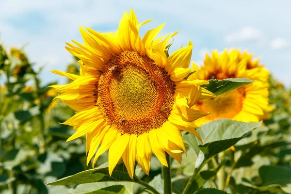 Квітучі соняшники та медоносні бджоли полірують їх — стокове фото