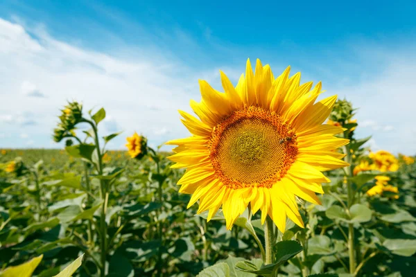 咲くヒマワリと蜂蜜の蜂の polinating に — ストック写真