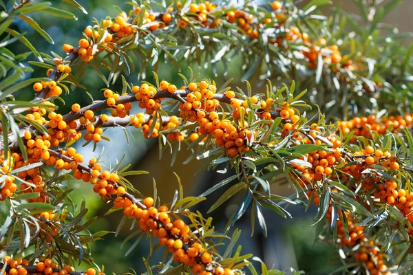 Ripe sea buckthorn berries on a branch — Stock Photo, Image