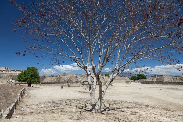 Antiguas ruinas zapotecas en Monte Alban, Oaxaca —  Fotos de Stock