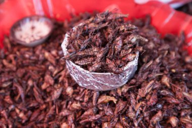 Oaxaca, Meksika için kızarmış Grasshoppers (Chapulines)