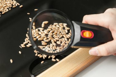 Buğday tahıl sağlık bir çiftlik laboratuvar analizi