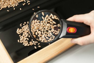 Buğday tahıl sağlık bir çiftlik laboratuvar analizi