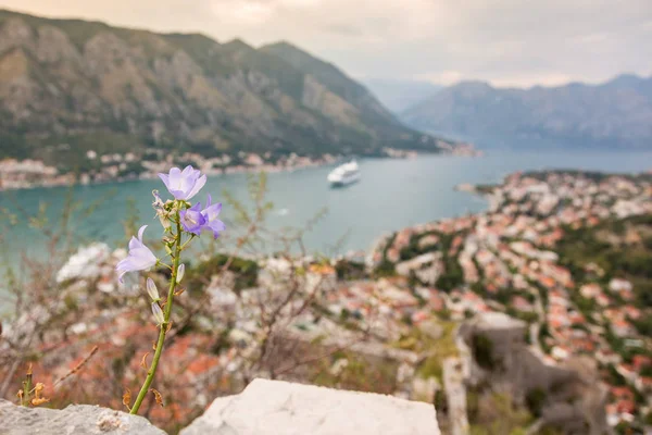 Flor que cresce em umas pedras com uma visão de Baía de Kotor em um borrão — Fotografia de Stock