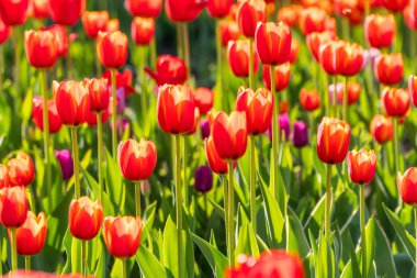 Güzel bahar çiçek açan Lale bahçe yatak. 