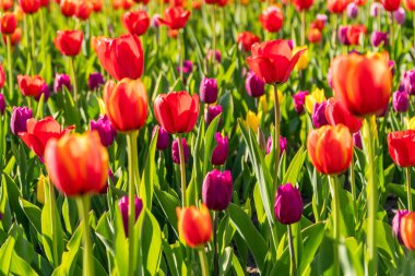 Güzel bahar çiçek açan Lale bahçe yatak. 