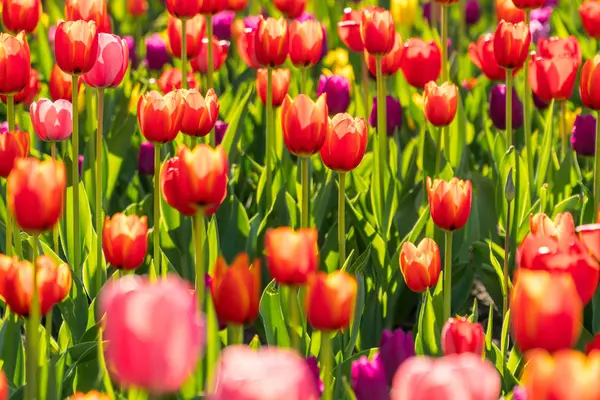 Прекрасні весняні квітучі тюльпани на садовому ліжку . — стокове фото