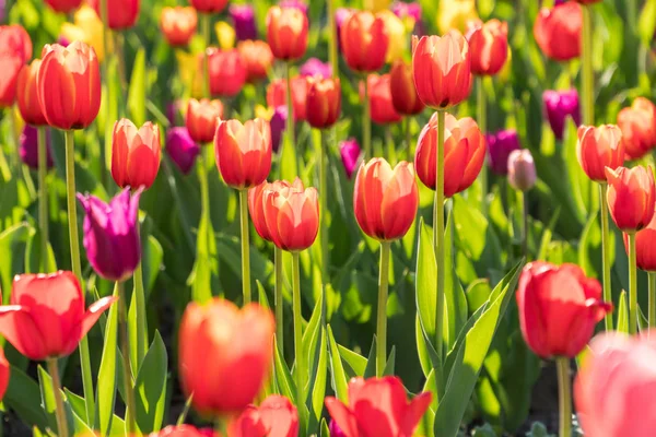 美しい庭のベッドに咲き誇るチューリップを春します。. — ストック写真