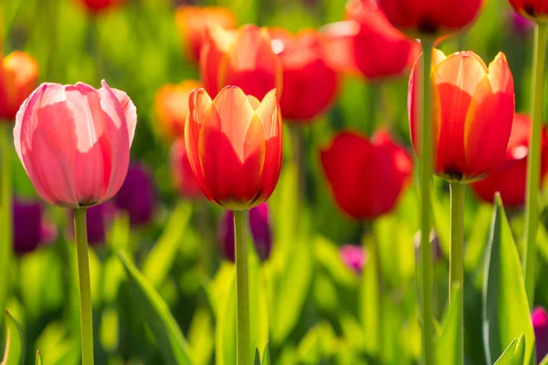 Прекрасні весняні квітучі тюльпани на садовому ліжку . — стокове фото