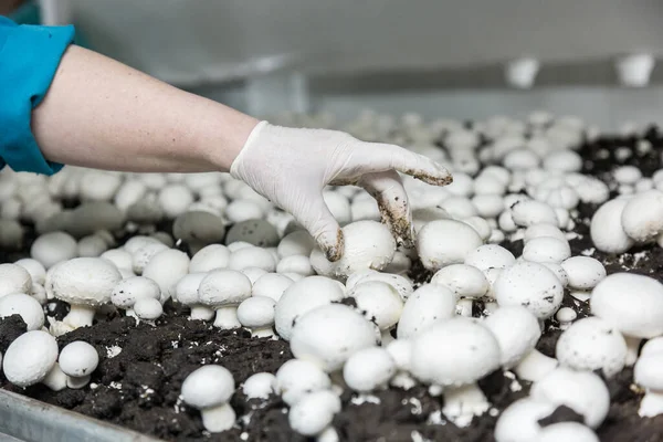 Trabajador recogiendo nuevos champiñones cosecha en una granja de hongos — Foto de Stock