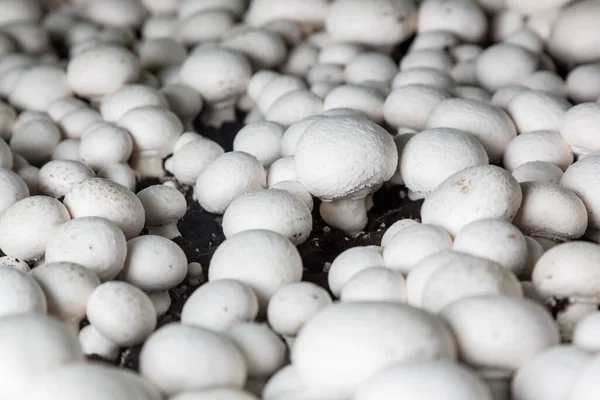 Шампиньоны, растущие на грибной ферме — стоковое фото