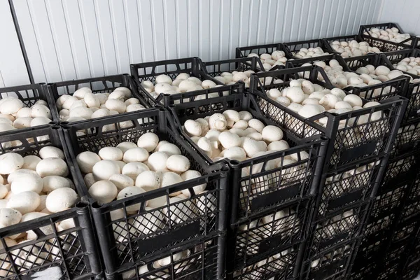 Cajas con cosecha de champiñón fresco — Foto de Stock