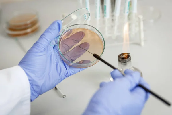 Asistente de laboratorio analiza la muestra de bacterias utilizando equ médica —  Fotos de Stock