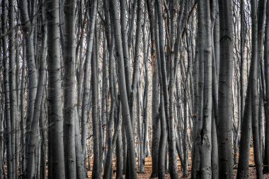 Kayın ağaçları bir bahar ormanında yere düşen yapraklarla gövde oluşturur. Sonsuz orman perspektifi