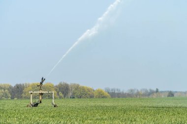 Paten yolu otomatik sulama tabancası bahar mevsiminde çiftçinin tarlasını sulıyor. Tarım sisteminde fıskiye sulama sistemi