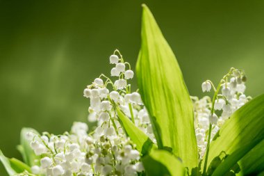 Yeşil bir arka planda vadi çiçeklerinin zambaklarının yakın görüntüsü. Doğal aroma çizimi