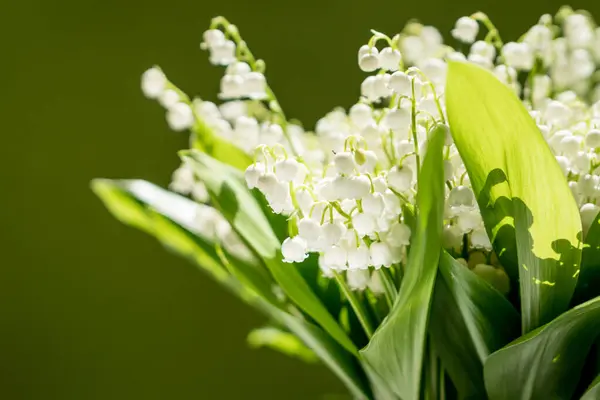 Yeşil Bir Arka Planda Vadi Çiçeklerinin Zambaklarının Yakın Görüntüsü Doğal — Stok fotoğraf