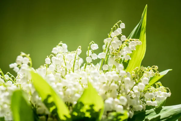 Close up view of bouquet of lilies of the valley flowers on a green background. Natural aroma illustratition