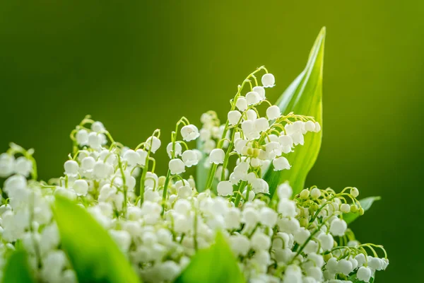 Close up view of bouquet of lilies of the valley flowers on a green background. Natural aroma illustratition