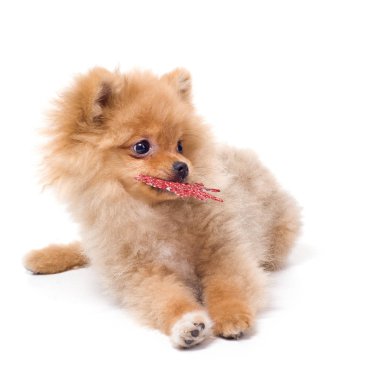 Spitz studio oynayan köpek. İzole