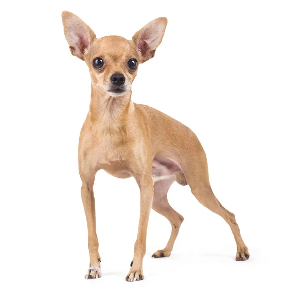 Foto de um engraçado brinquedo terrier em um fundo branco — Fotografia de Stock