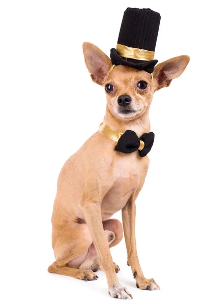 Foto eines lustigen Toy Terriers auf weißem Hintergrund — Stockfoto
