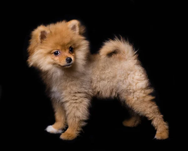 Foto de perro lindo maravilloso sobre un fondo negro — Foto de Stock