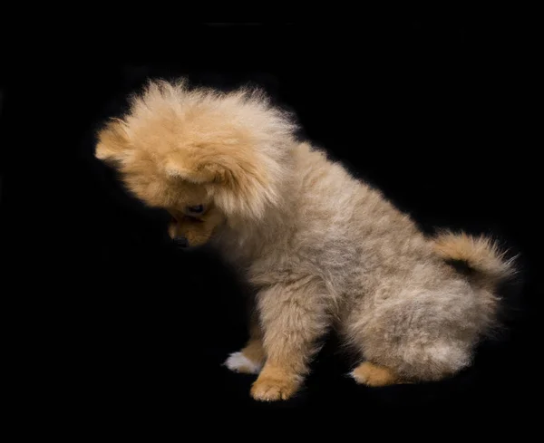 Foto de perro lindo maravilloso sobre un fondo negro — Foto de Stock