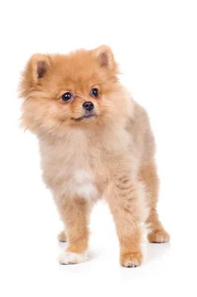 Foto de perro lindo maravilloso sobre un fondo blanco — Foto de Stock