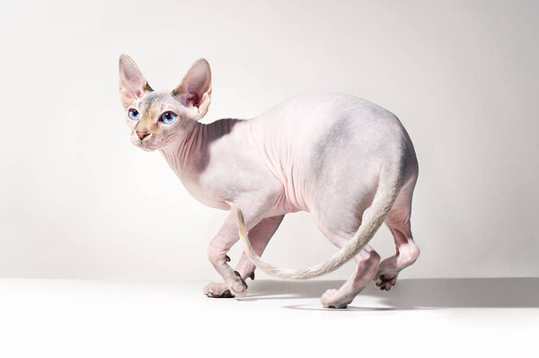 canadian sphinx cat 