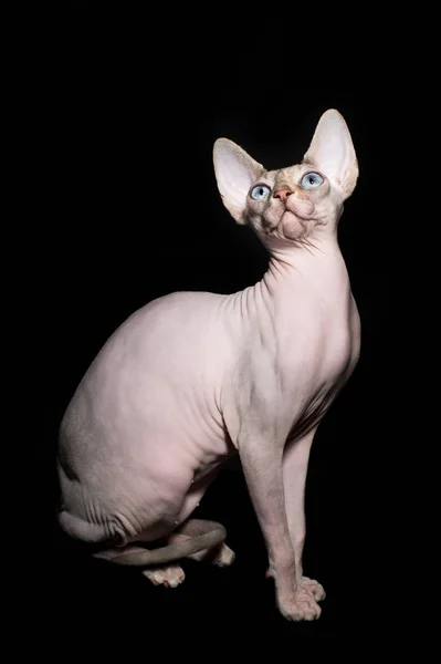 Kanadensiska Sphinx katt — Stockfoto