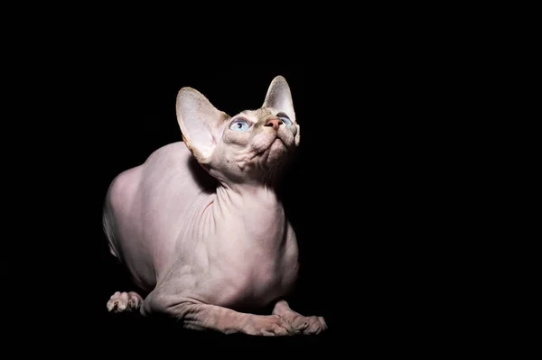 Kanadansfinksi kissa — kuvapankkivalokuva