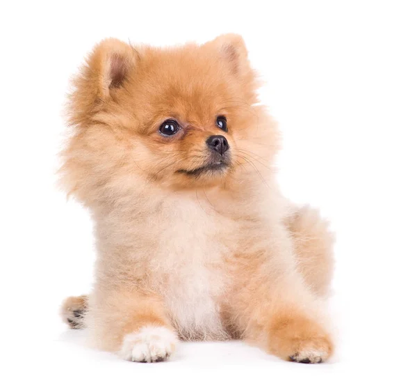 Pomeranian (spitz) cão, isolado em — Fotografia de Stock