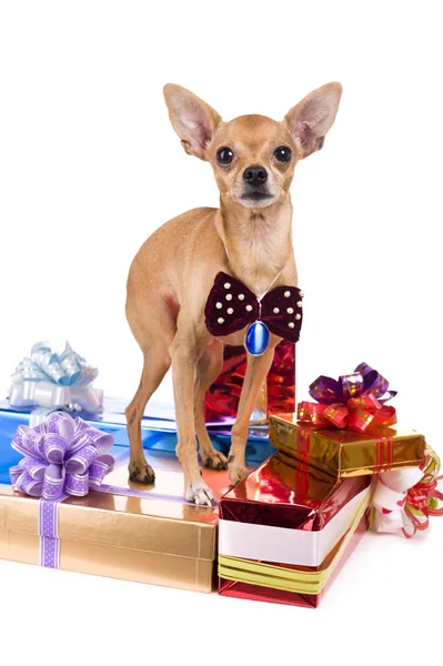 Foto de um engraçado brinquedo terrier em um fundo branco Imagem De Stock