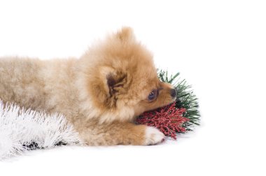 Spitz studio oynayan köpek. İzole