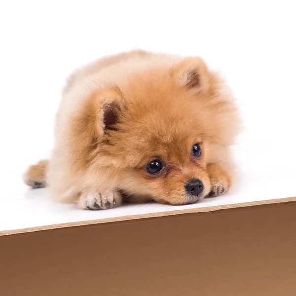 Foto van prachtige schattige hond op een witte achtergrond — Stockfoto