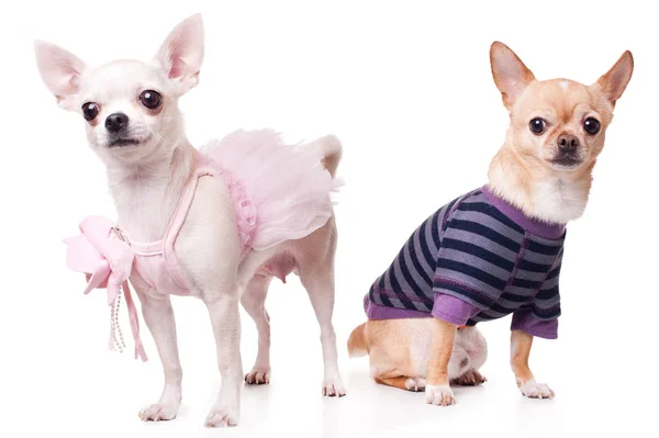 Schattige chihuahua op een witte achtergrond — Stockfoto