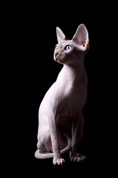 Kanadansfinksi kissa — kuvapankkivalokuva