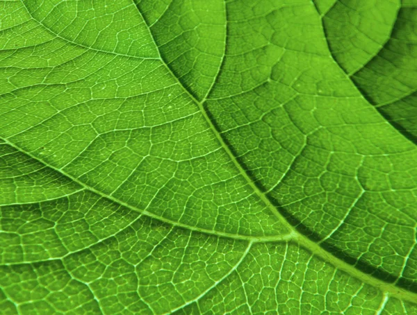 Leaf Veinlet textura vzor — Stock fotografie