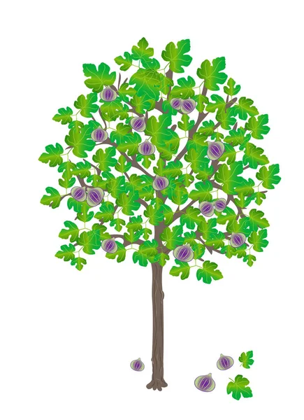 Зеленое фиговое дерево — стоковый вектор